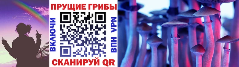 дарнет шоп  Сокол  Галлюциногенные грибы Psilocybe 